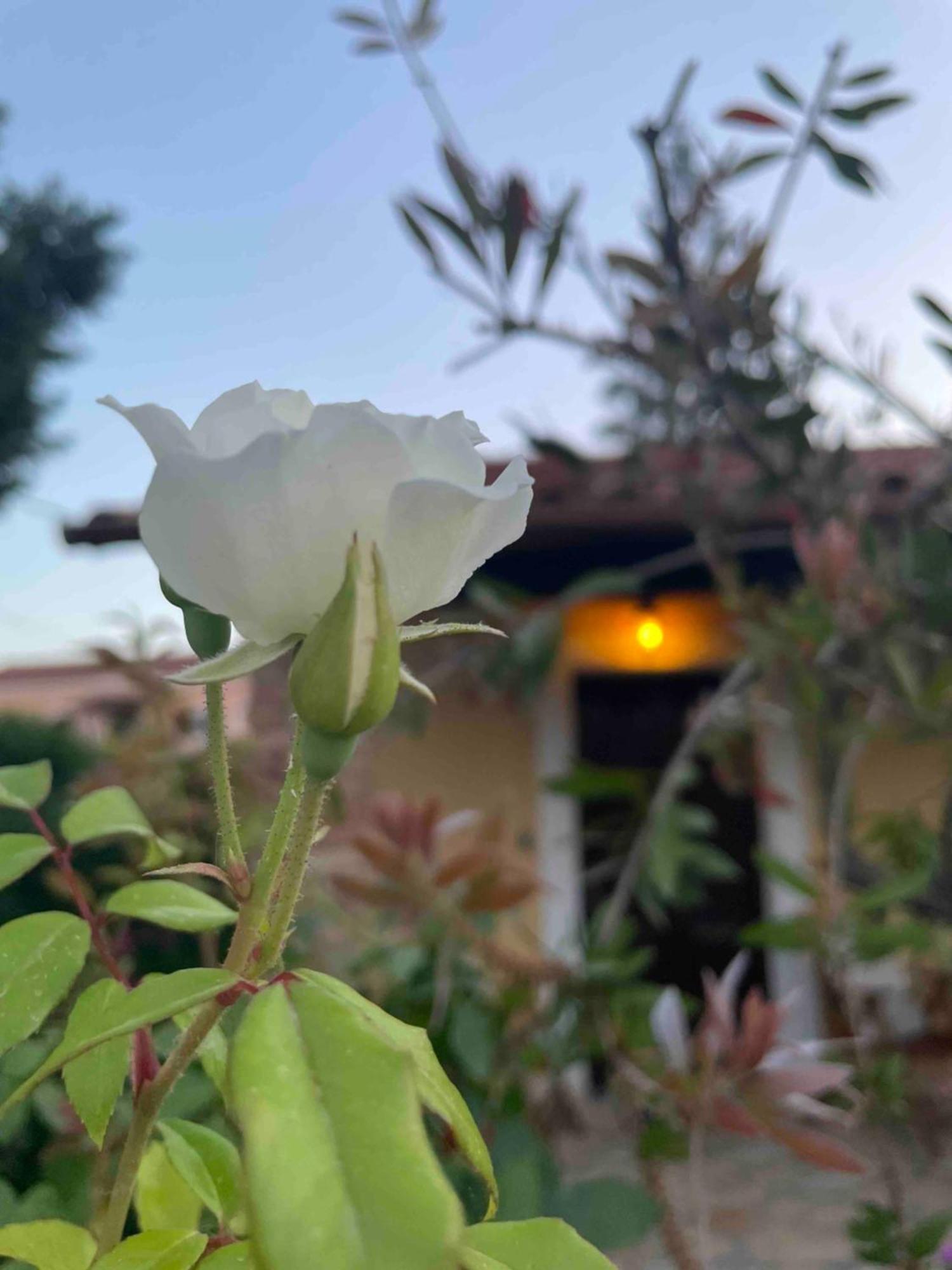 Villa Tina Country Beach Apartments Acharavi  Room photo